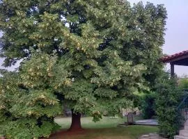 Lidden tree cottage