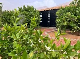 مزرعةبرتقالOrange farm