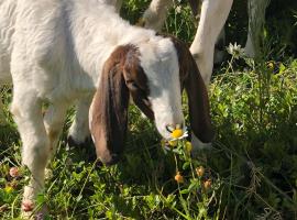 Basement Suite on a Goat Farm, hotel v destinaci Rossland