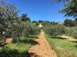 Logement Provence dans domaine oléicole