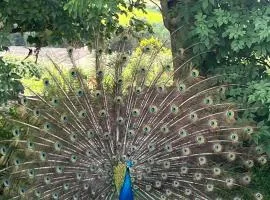Family and pet friendly farm stay