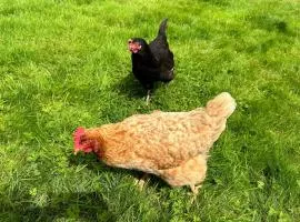 The Hen House
