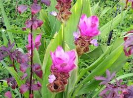 ไร่เจาทองรีสอร์ท, hotel mesra haiwan peliharaan di Ban Nong Mai Kaen