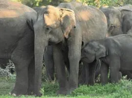 wilpattu lake nest