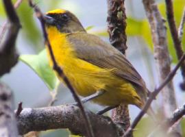 Casa Osa Bella de Arte, haustierfreundliches Hotel in Puerto Jiménez