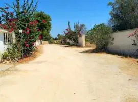 Ville Scelsa