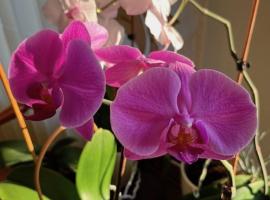 Amazing Snow Apartments，德拉肯恩凱的SPA 飯店