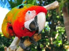 The Parrot Place - The Parrots Nest