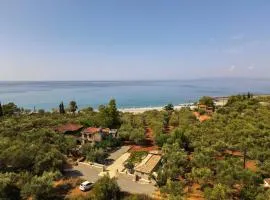 olive grove by the sea 30m from the beach