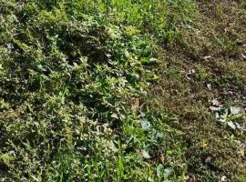 MÉHES Tisztás, hotell sihtkohas Csontostanya