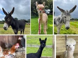 A space with amazing views and alpacas to enjoy