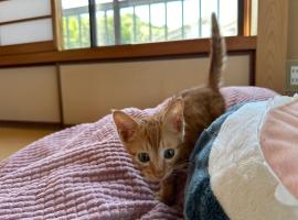 猫と泊まれる宿にゃんstay, hotel que acepta mascotas en Kure