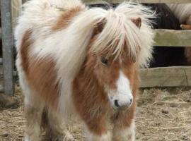 Pyglet, ξενοδοχείο σε Πέμπροκ