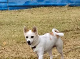 Kong's heyri pet-friendly