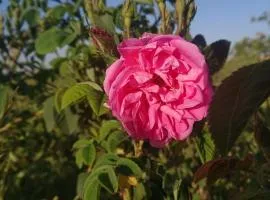 Dar Mayssa Rose
