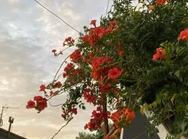 Eli Apartament's