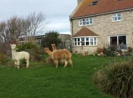 Jurassic Loft Apartment