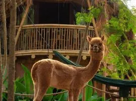 Alpaca Lodge