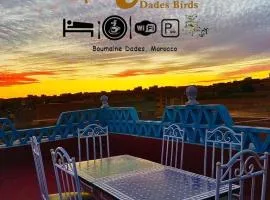 Riad Dades Birds