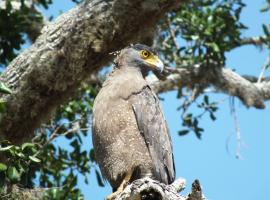 The Campers Lodge Yala