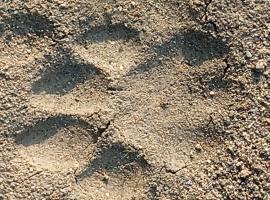 Riverview Forest Retreat Camp, Corbett Jungle Inn , Ranikhet Road,Muhan,Dhikala Range opposite Mohan Eco Safari Zone Jim Corbett National Park, chata v destinaci Ramnagar