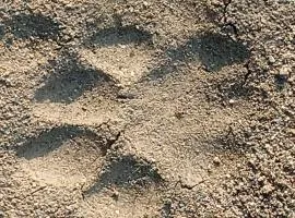 Riverview Forest Retreat Camp, Corbett Jungle Inn , Ranikhet Road,Muhan,Dhikala Range opposite Mohan Eco Safari Zone Jim Corbett National Park