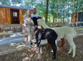 Alpacacamp