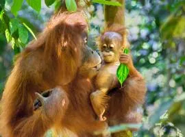 See Orangutan Sumatra