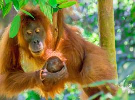 Sumatran OrangutanTRAILS, hotel v destinaci Bukit Lawang