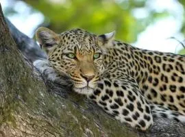 Jukskei Big 5 - Leopard