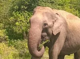 Share Safari paradise