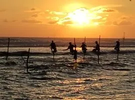 Animal Surf Point
