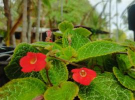 Luz de Maria, chal&eacute; em Bel&eacute;m