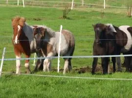 Hof Islandpferde von der Holstenau