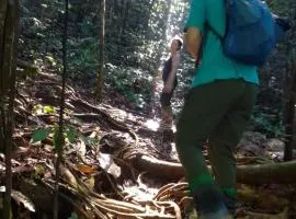 Rainforest River Edge