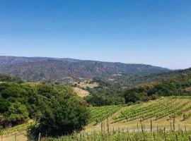 Napa Vineyard with Stunning Views By Allevo Homes