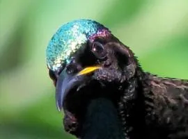 Riflebird Lodge
