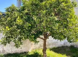 The Orange Tree