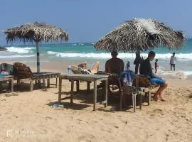 Goyambokka Peacock Guest