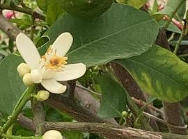 LA CASA FRA gli ULIVI UMBRA, hótel í Terni