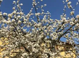 La Loggia del Ciliegio