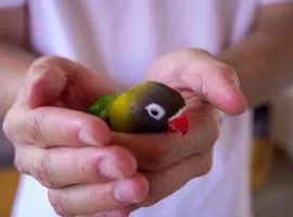 Corazón Verde
