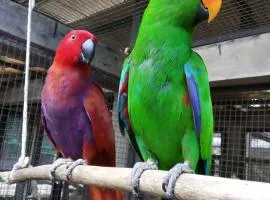 Bali Wildlife Rescue Center