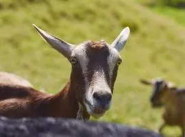 Tesorito House en las Montañas del Quindío