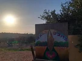 קראוון כליל הטבע