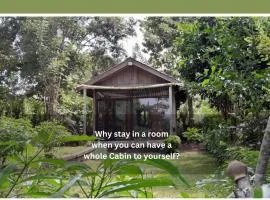 Private Cabin and private Kitchen - Experience serenity, and beautiful nature