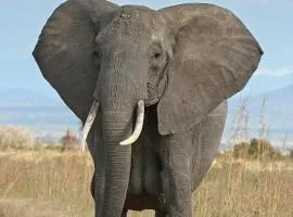 Jukskei Big5 - Elephant