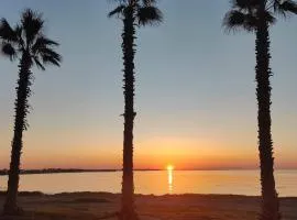 Palm garden paradise