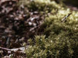 APARTMENTS mit PRIVAT SPA - Haus LuKa, Wellnesshotel in Fischbach bei Dahn