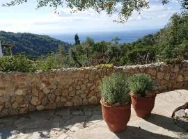 Olive Tree House